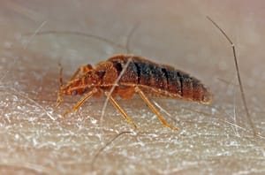 Bed Bug Identification and Information