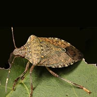 Stink Bug Identification | Learn About Stink Bugs In OH And MI