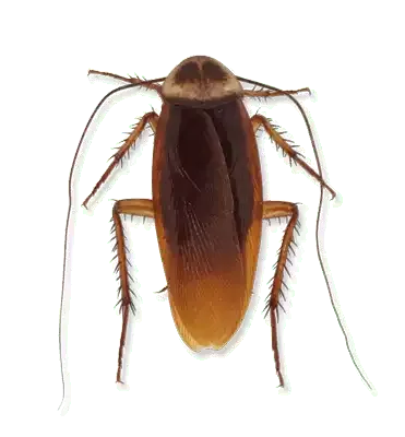 American Cockroach.webp