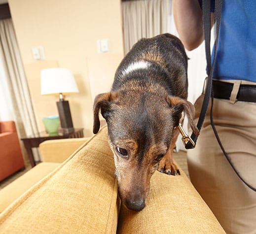 canine bed bug inspection